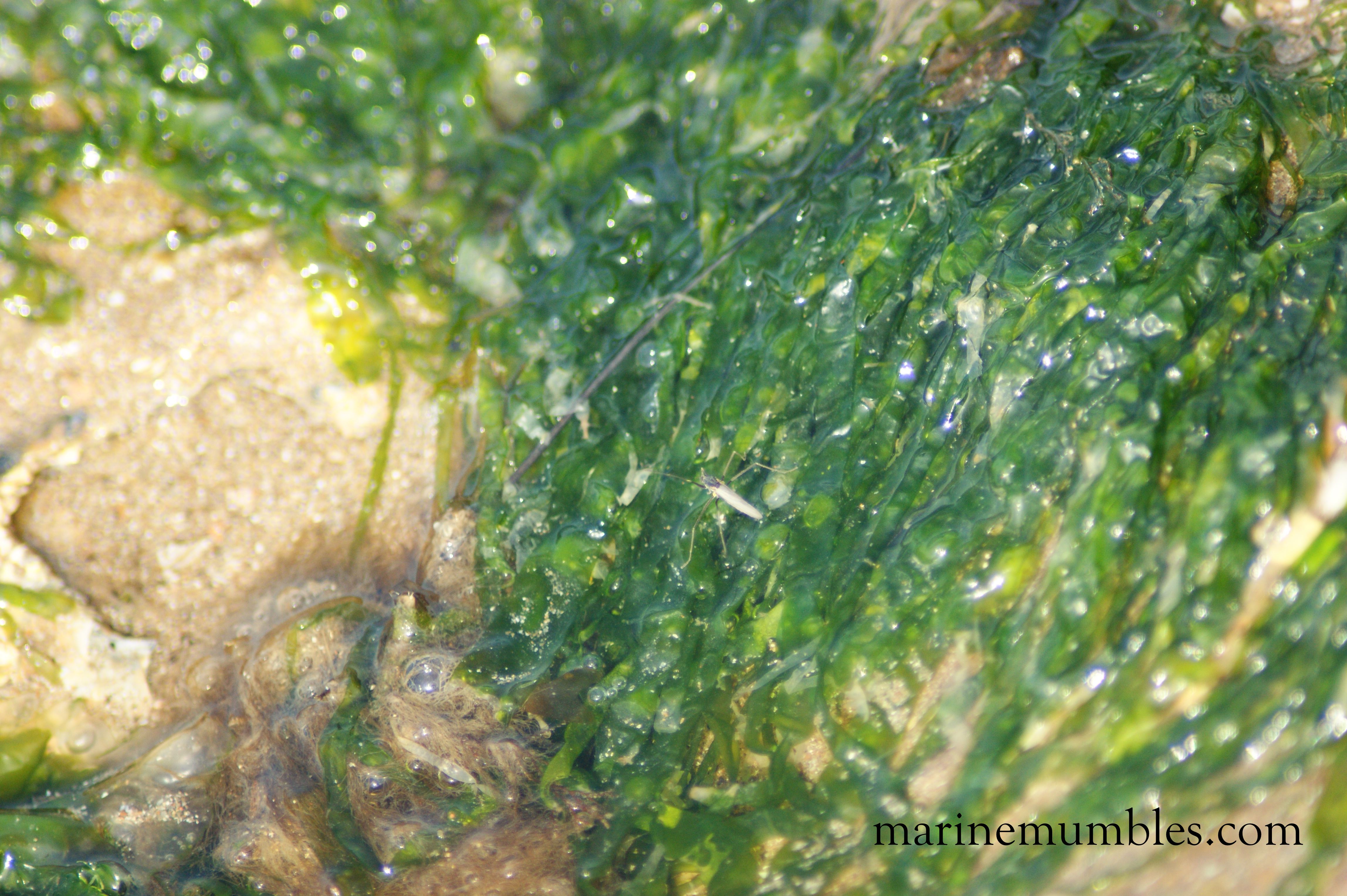 Ulva Species – Gutweed And Sea Lettuce | MarineMumbles - Rockpooling ...