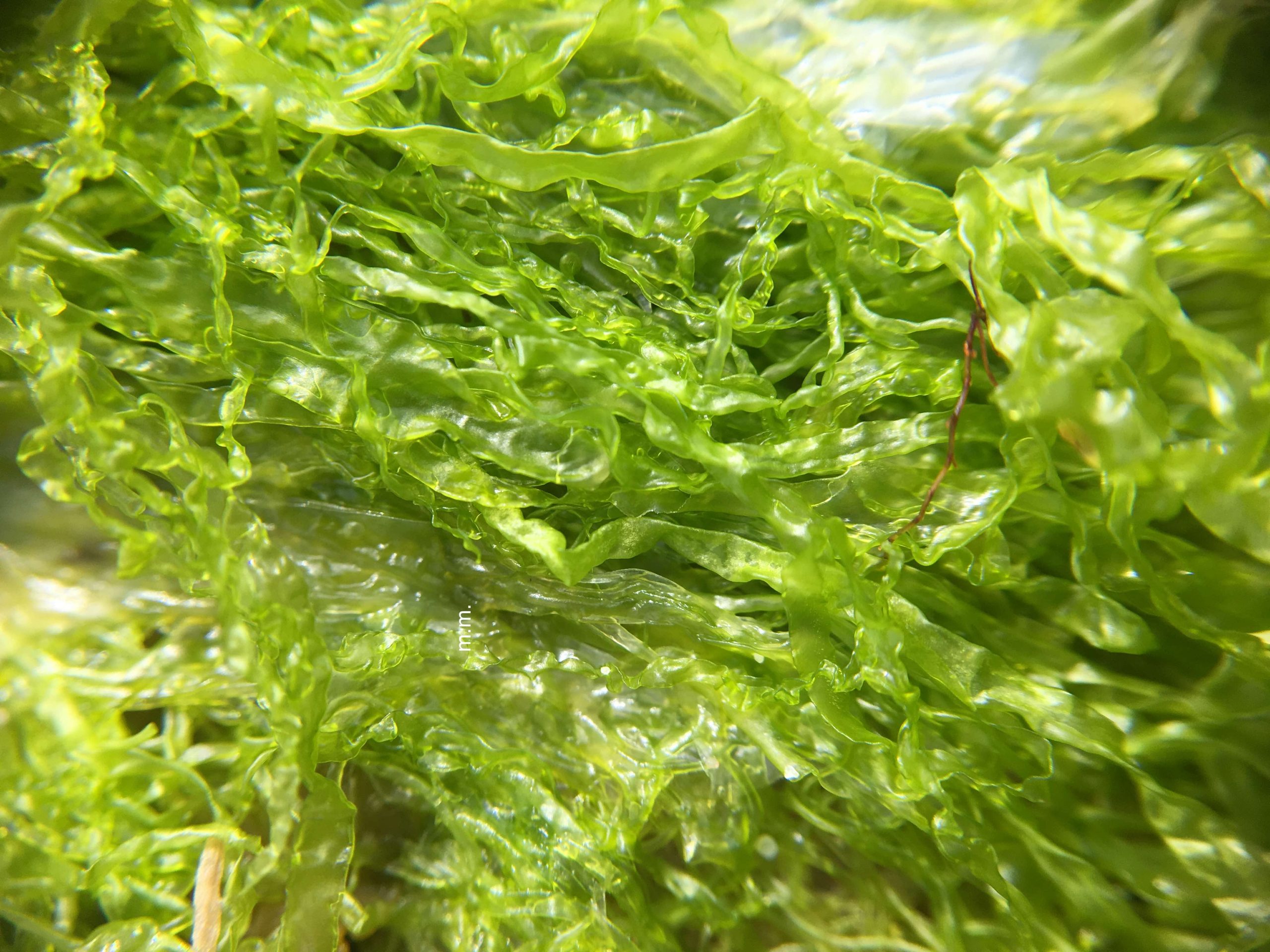 Gutweed – Ulva Intestinalis | MarineMumbles - Rockpooling ...